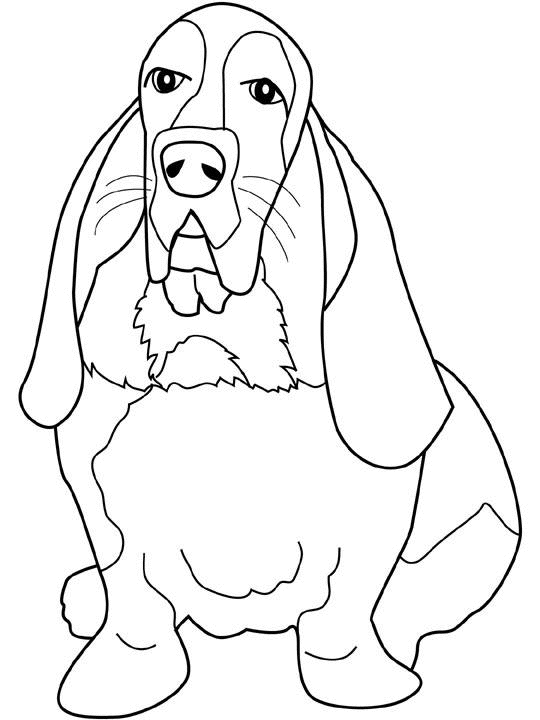 coloriage  basset assis